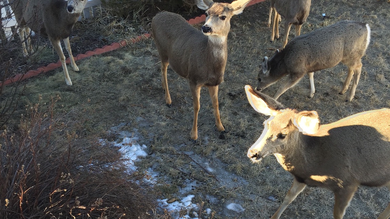 Photo of Others in Estes Park
