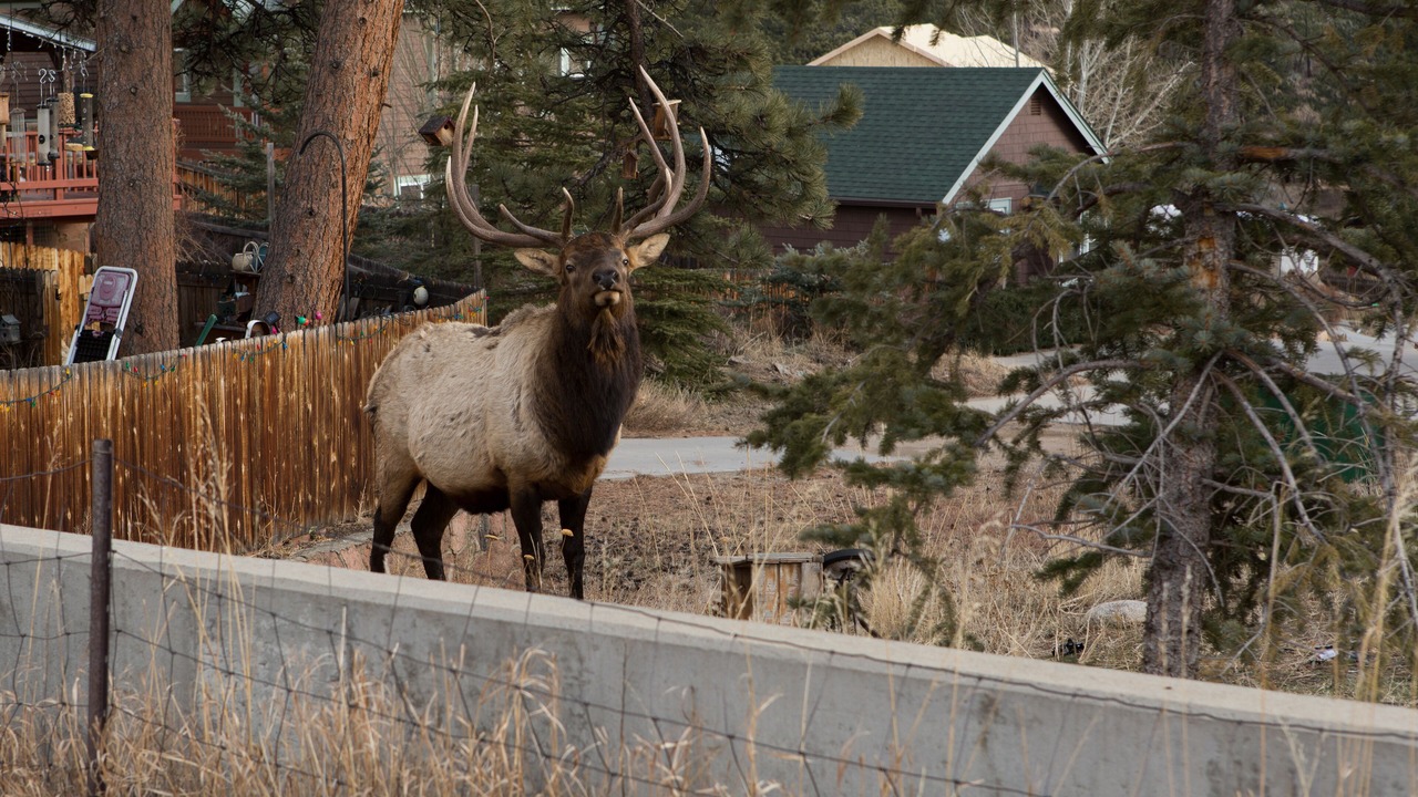 Photo of Others in Estes Park