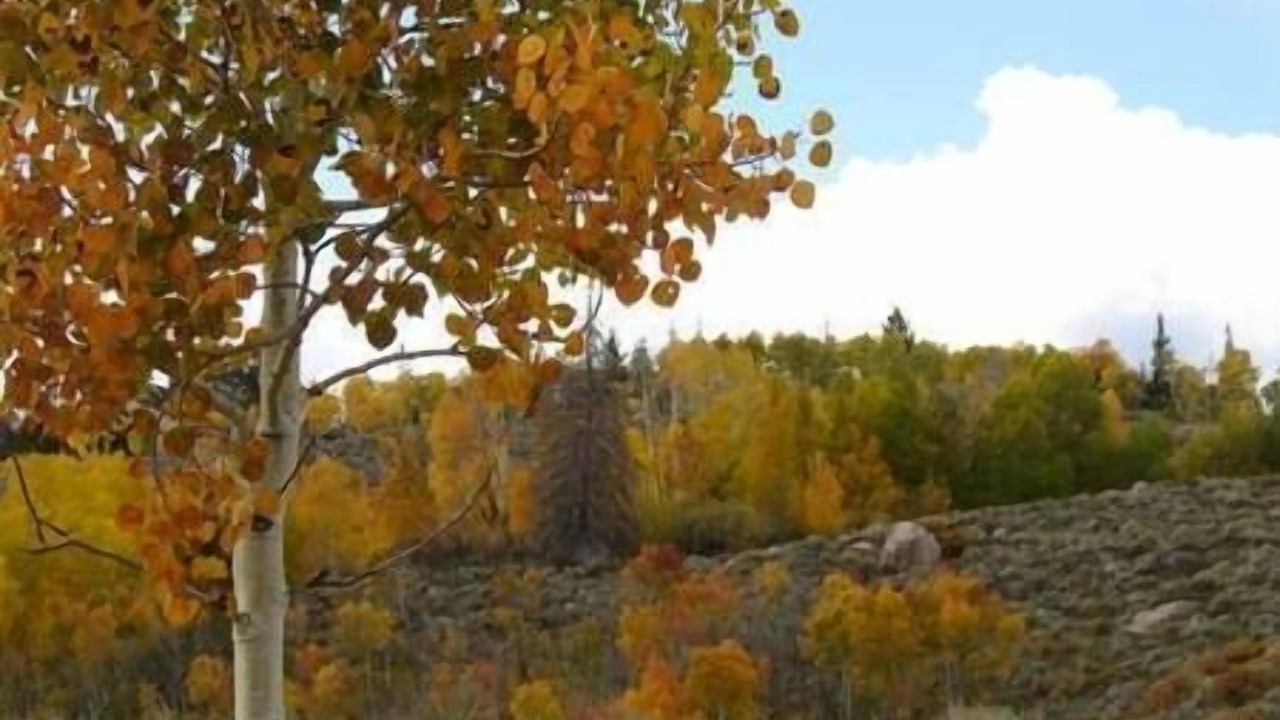 Photo of Others in Walden