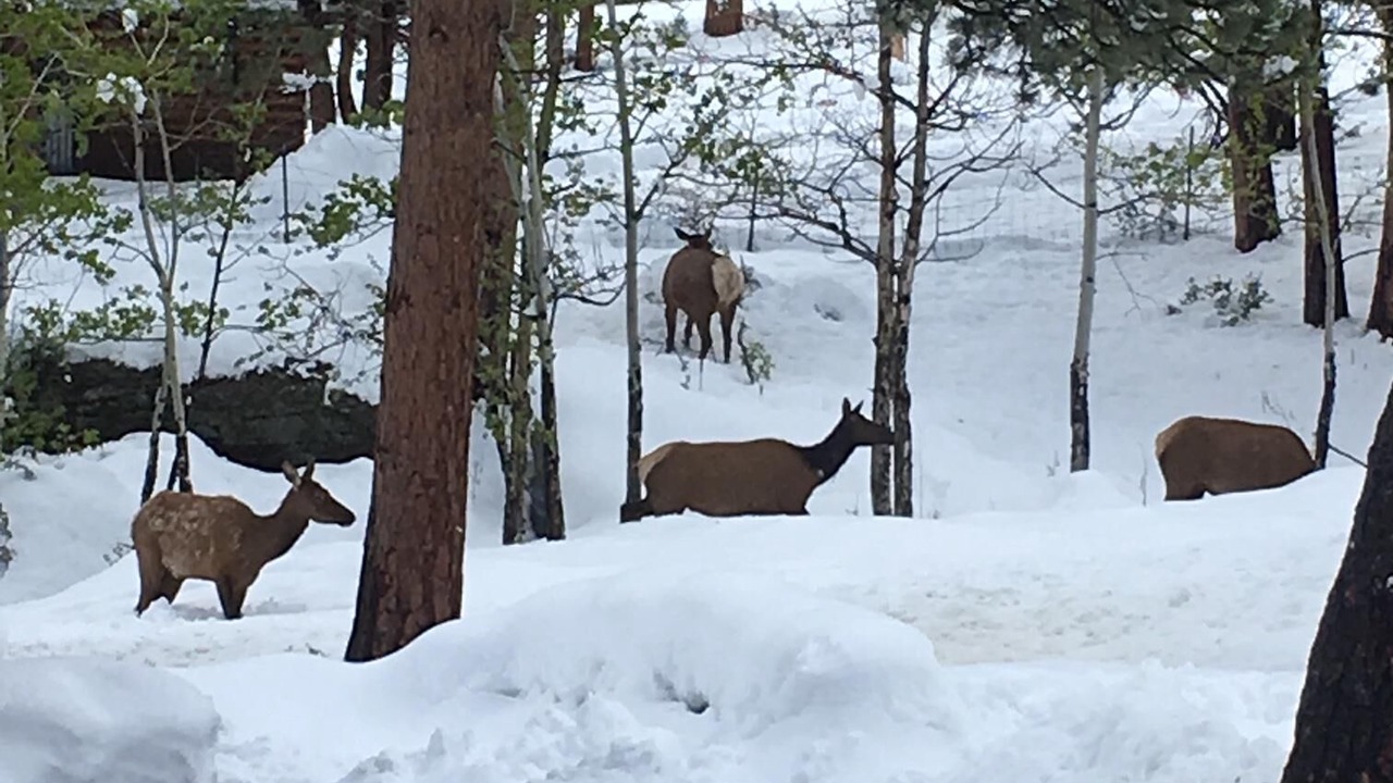 Photo of Outdoor in Estes Park
