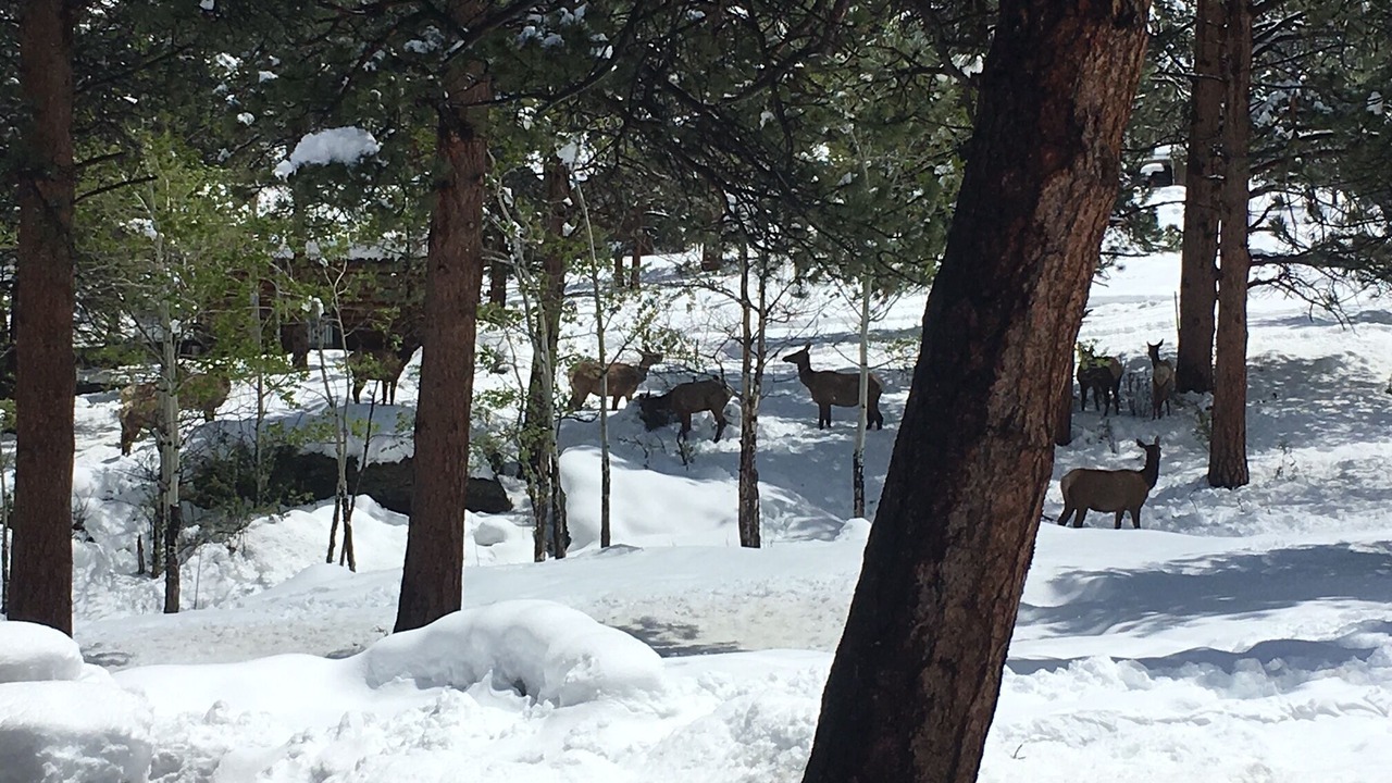 Photo of Outdoor in Estes Park