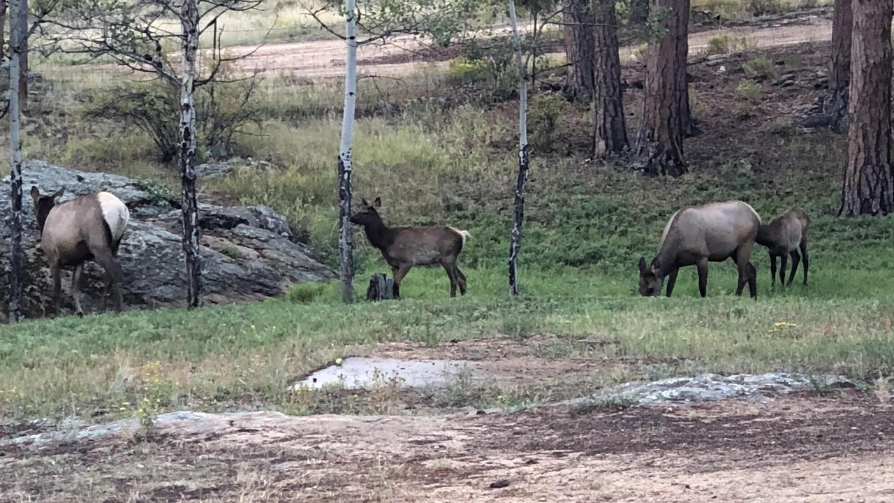 Photo of Outdoor in Estes Park