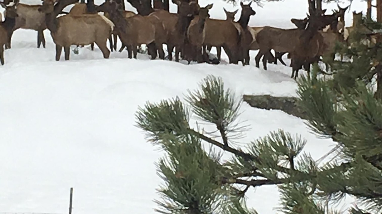 Photo of Outdoor in Estes Park