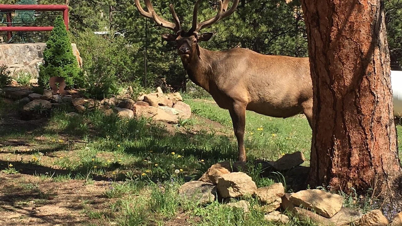 Photo of Outdoor in Estes Park