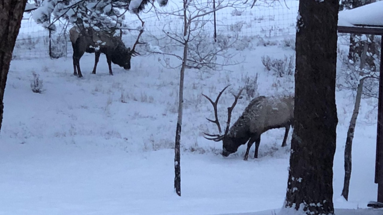 Photo of Outdoor in Estes Park