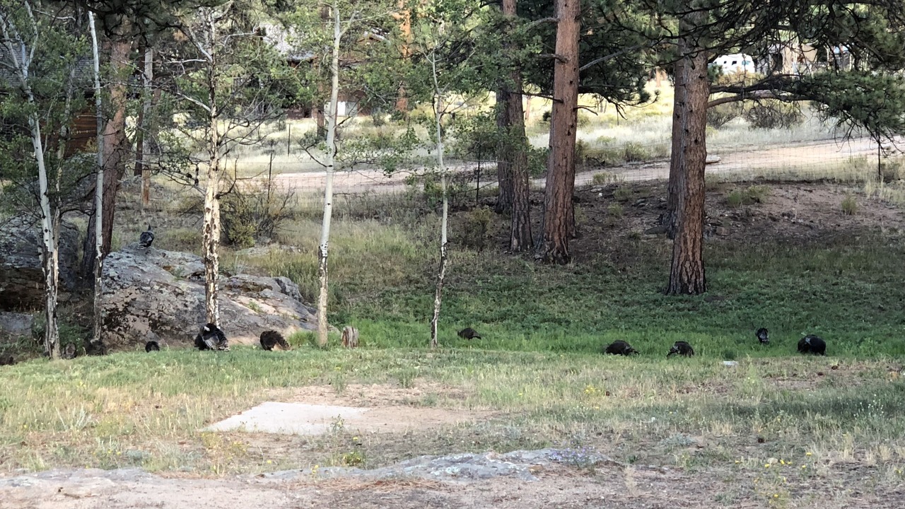 Photo of Outdoor in Estes Park