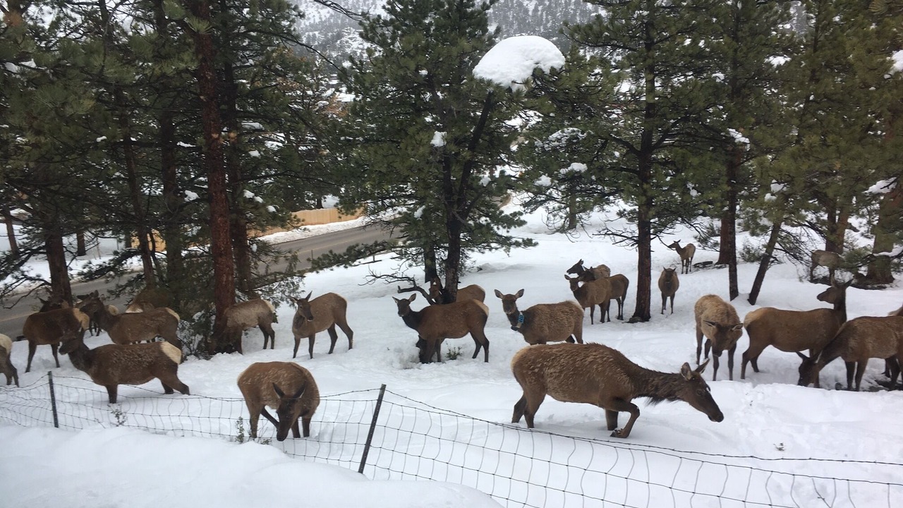 Photo of Outdoor in Estes Park