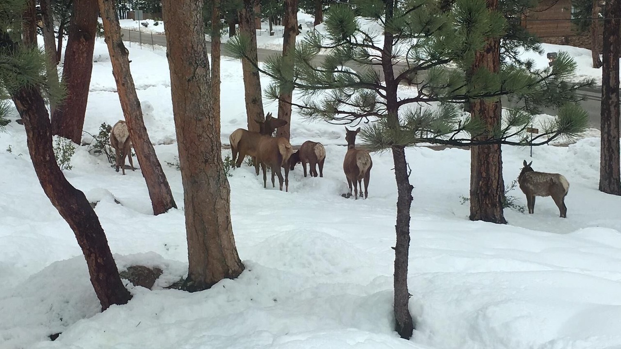 Photo of Others in Estes Park