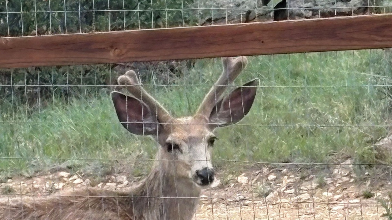 Photo of Others in Estes Park