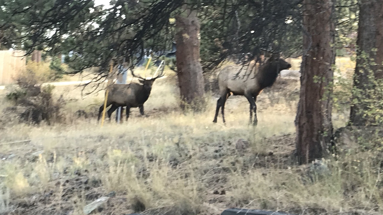 Photo of Others in Estes Park