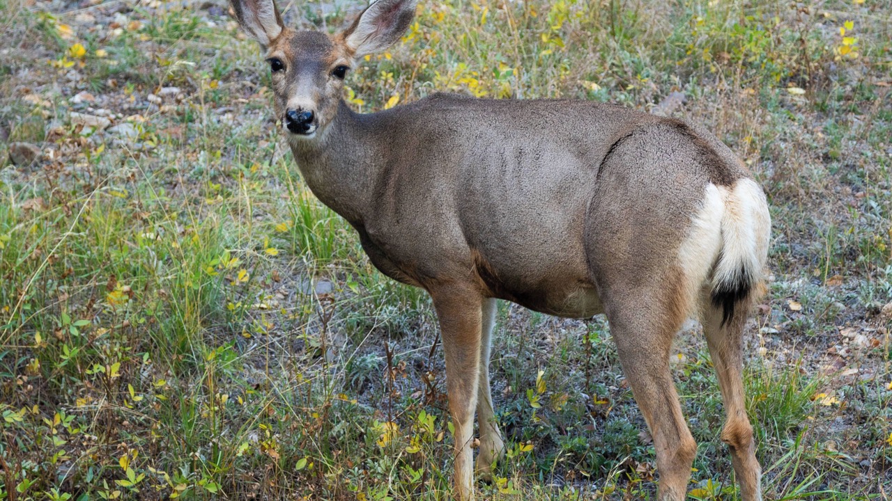 Photo of Others in Jasper