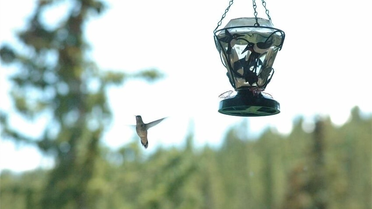 Photo of Others in Wildernest