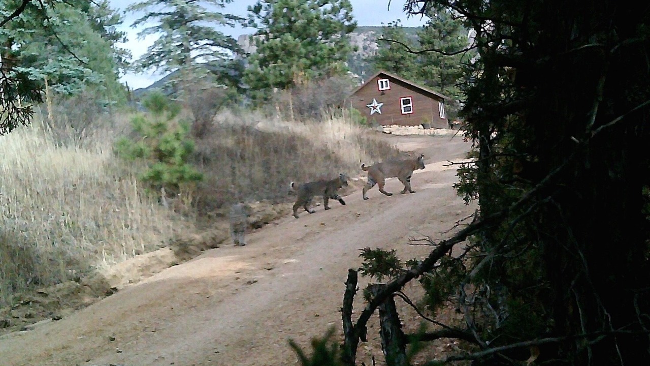 Photo of Outdoor in Estes Park