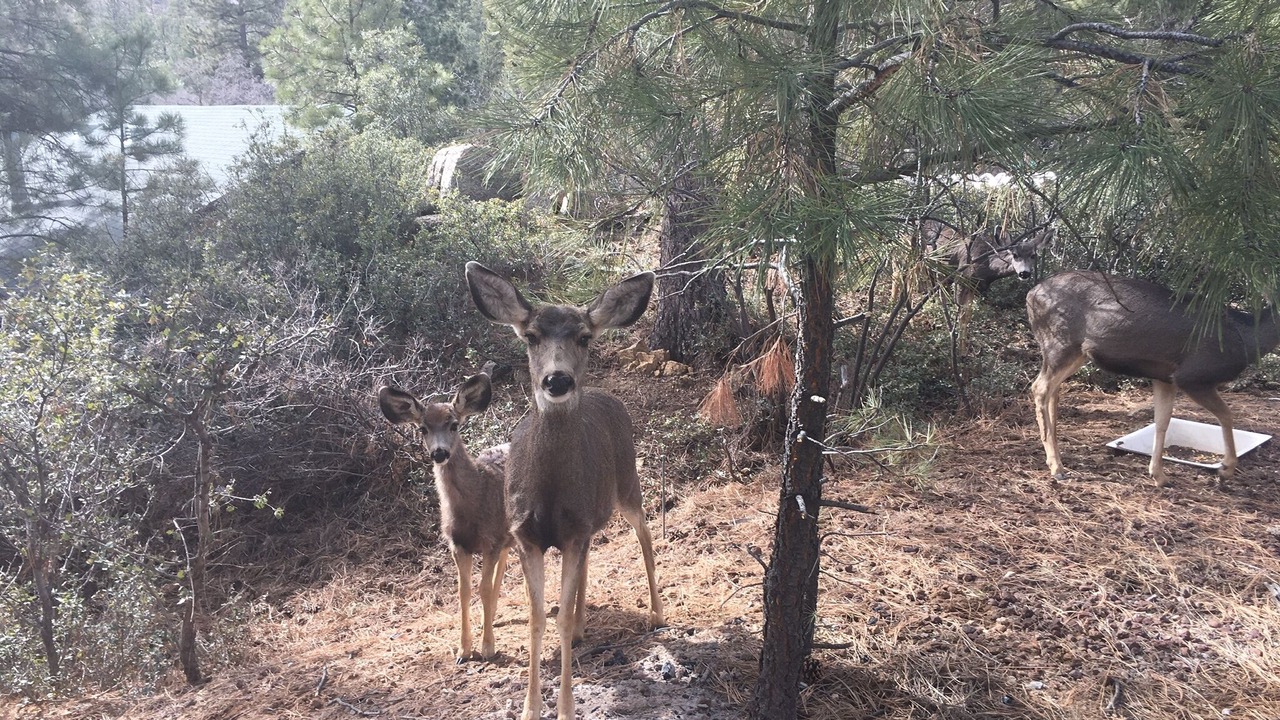 Photo of Outdoor in Kingman