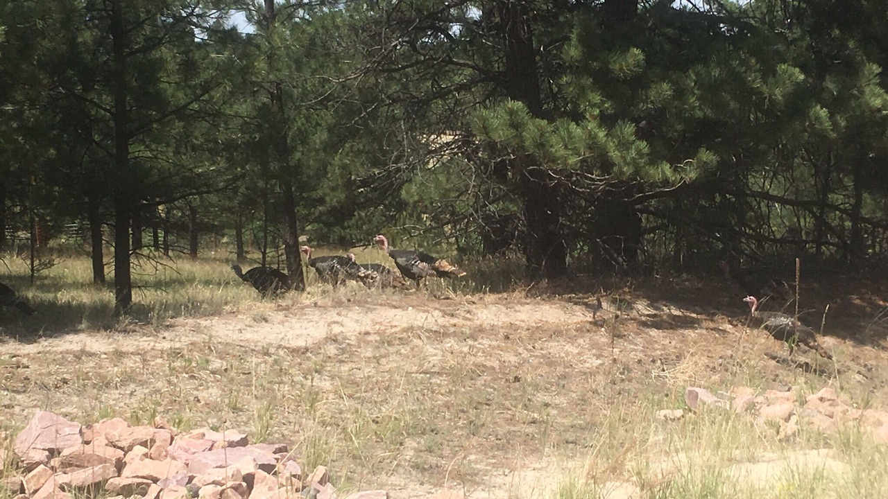 Photo of Outdoor in Peyton