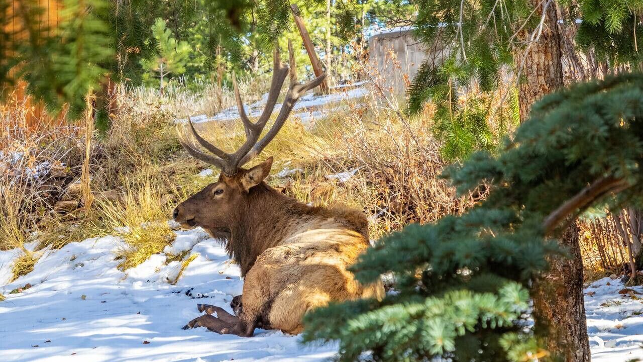 Photo of Others in Estes Park