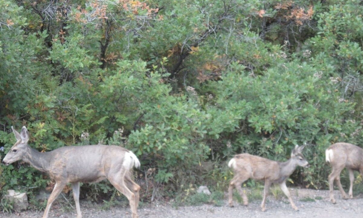 Photo of Others in San Juan River Village