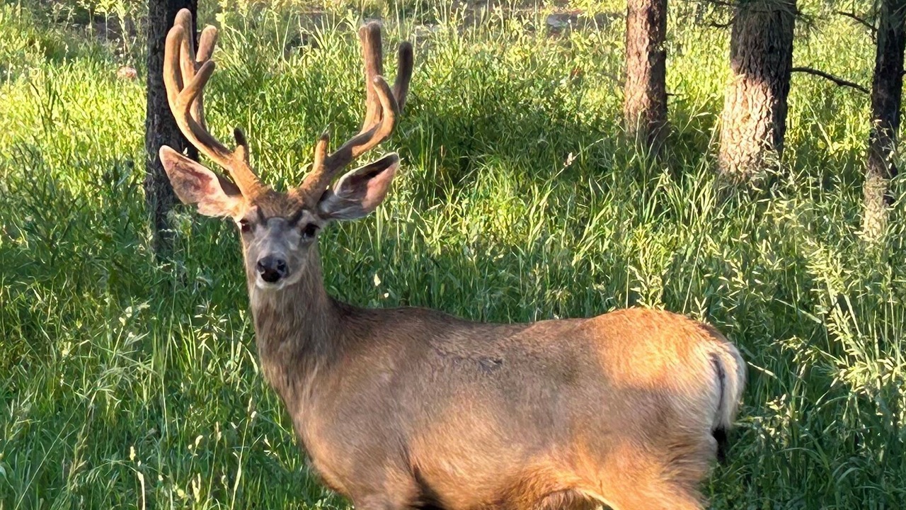 Photo of Others in Evergreen Meadows