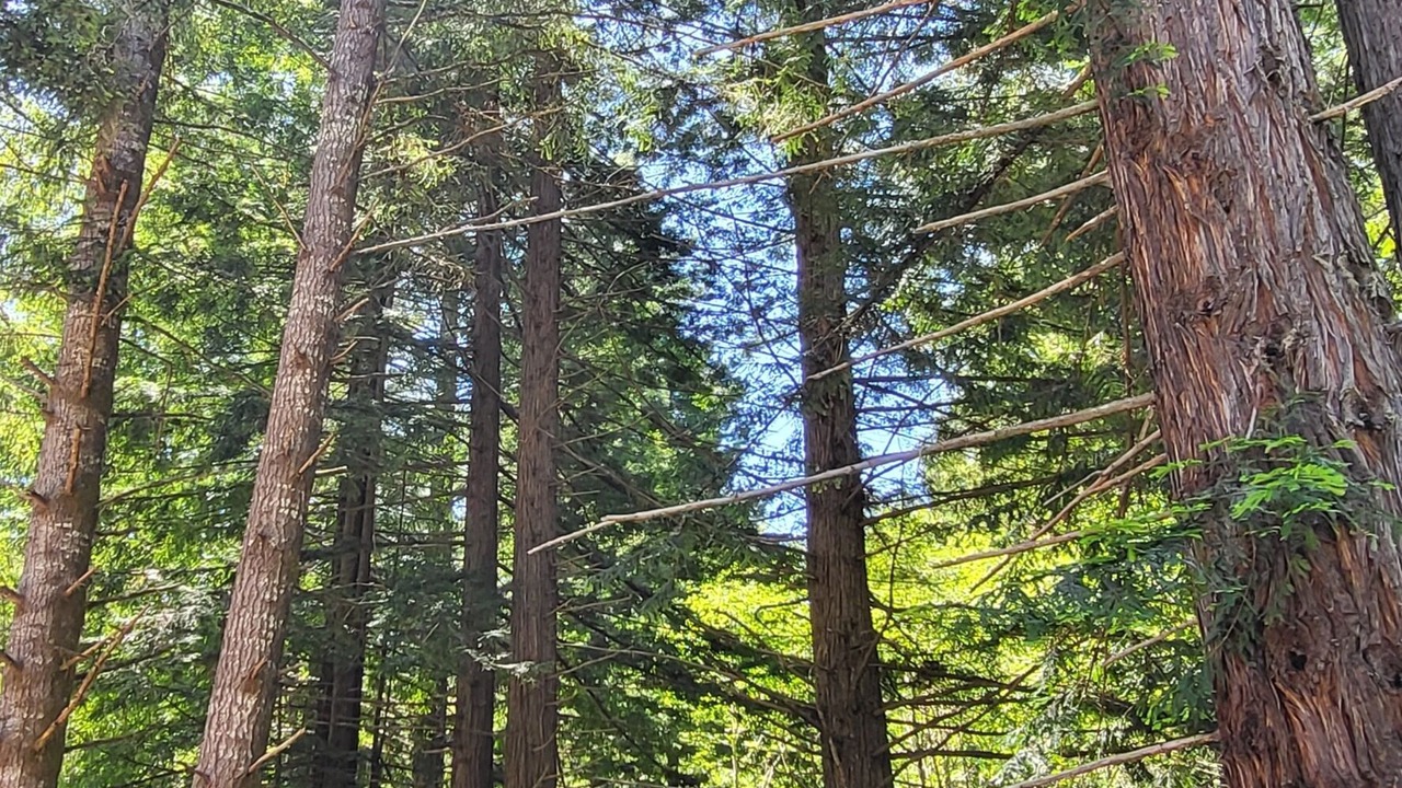 Photo of Others in Fieldbrook
