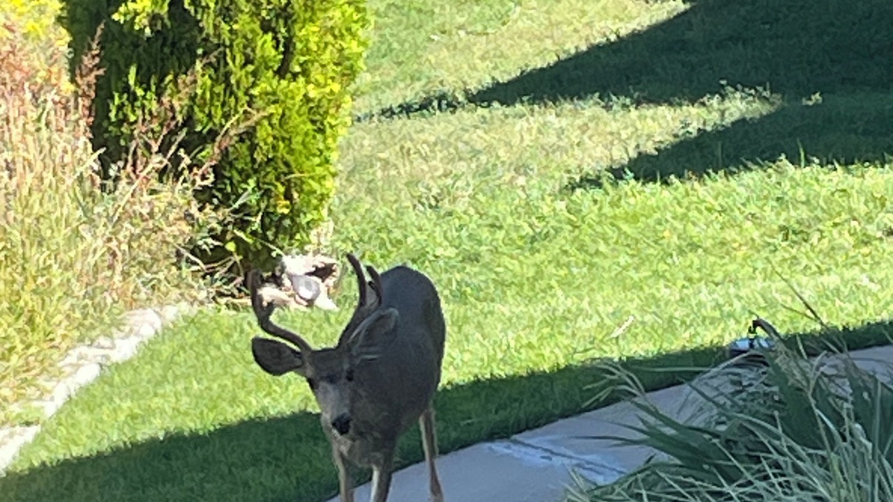Photo of Outdoor in Lakewood