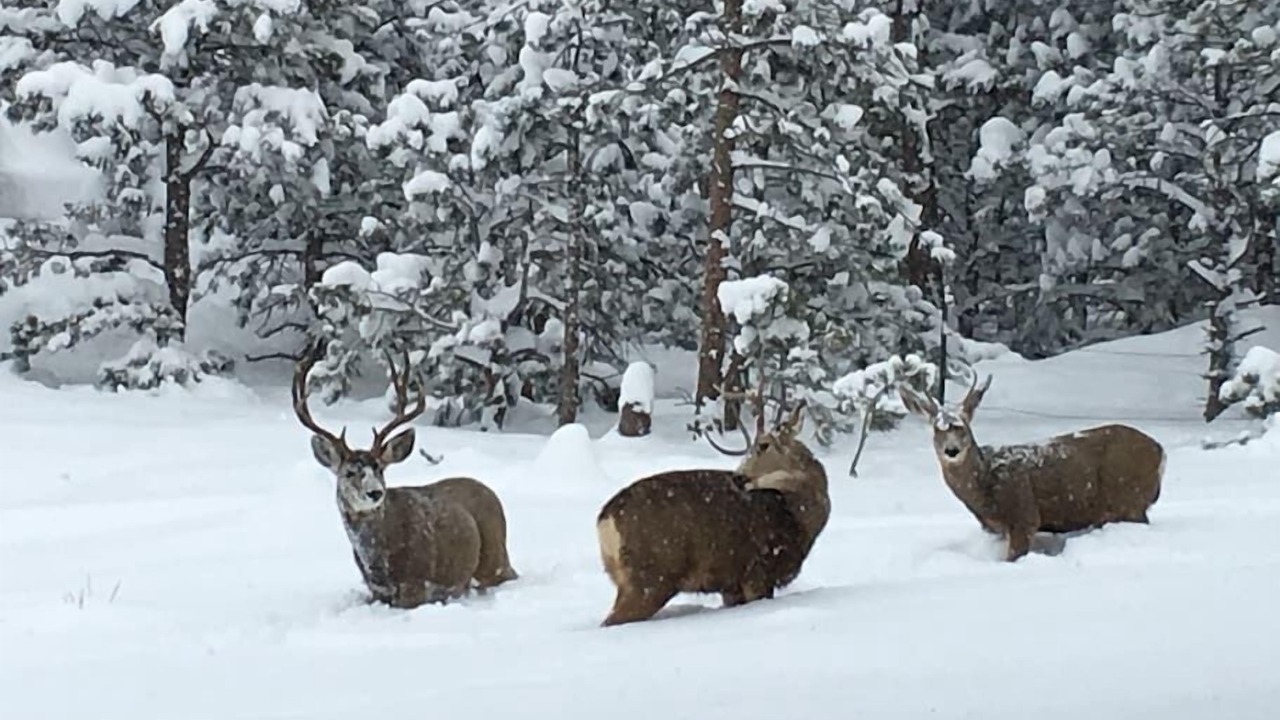 Photo of Others in Coal Creek Canyon