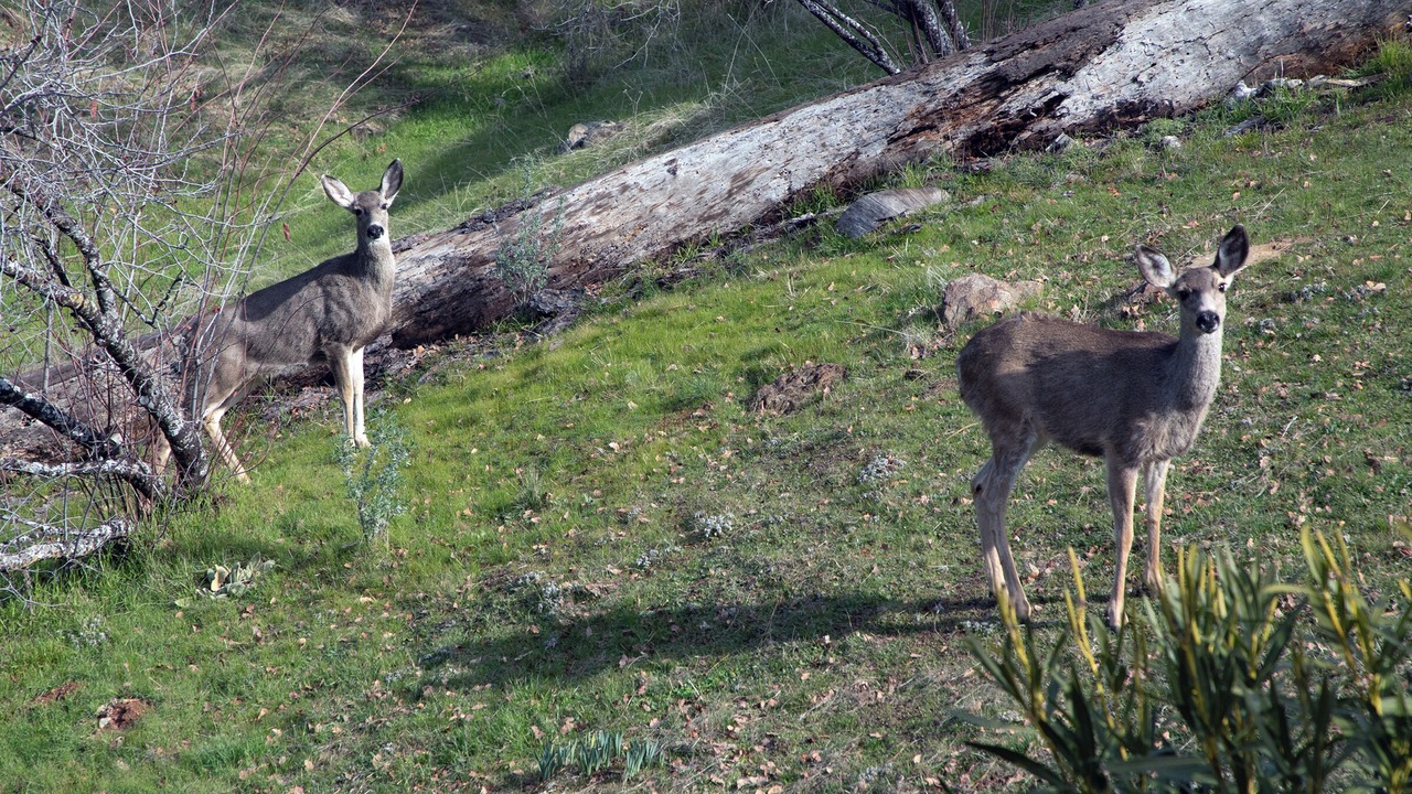 Photo of Others in Midpines