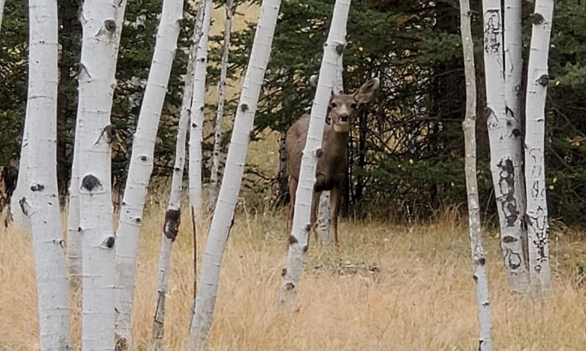 Photo of Others in Lake George
