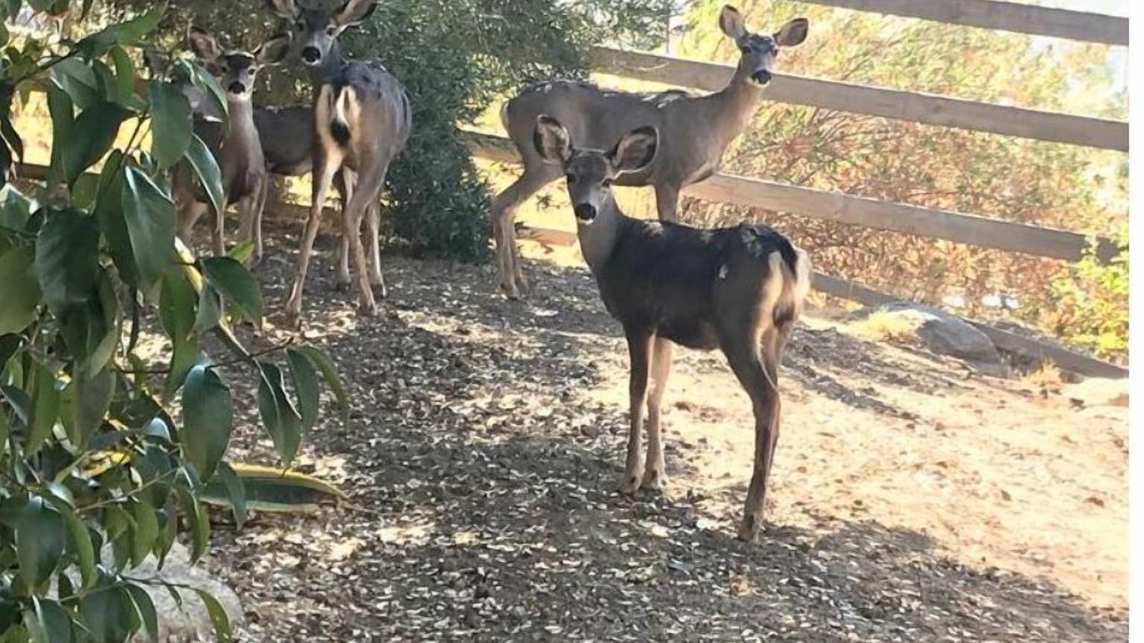 Photo of Outdoor in Kernville