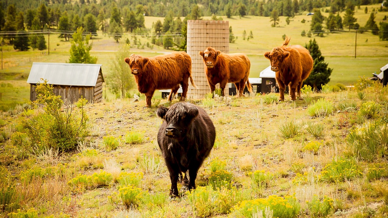 Photo of Outdoor in Park County
