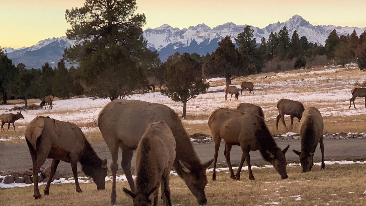 Photo of Others in Ridgway