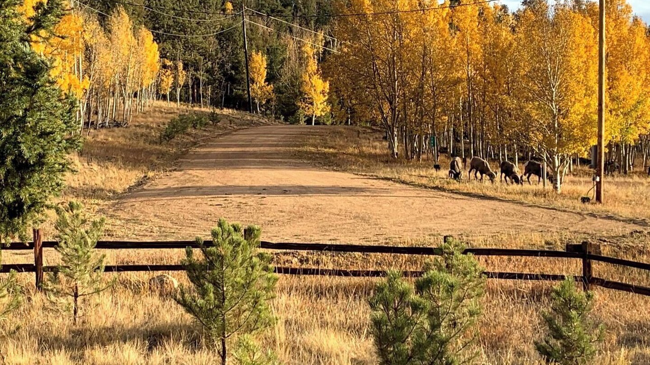 Photo of Others in Tarryall