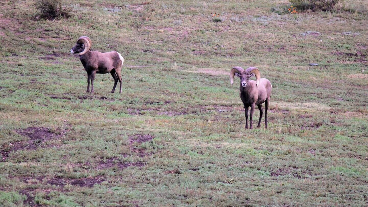 Photo of Others in Tarryall