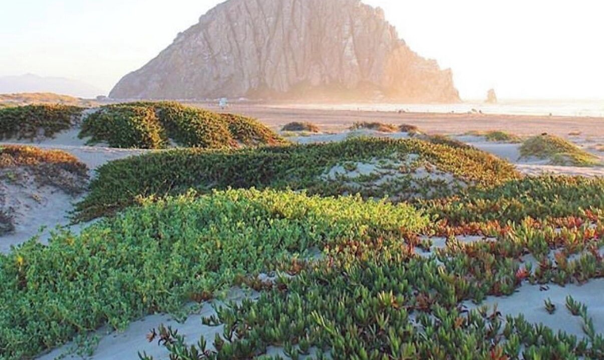 Photo of Others in Morro Bay
