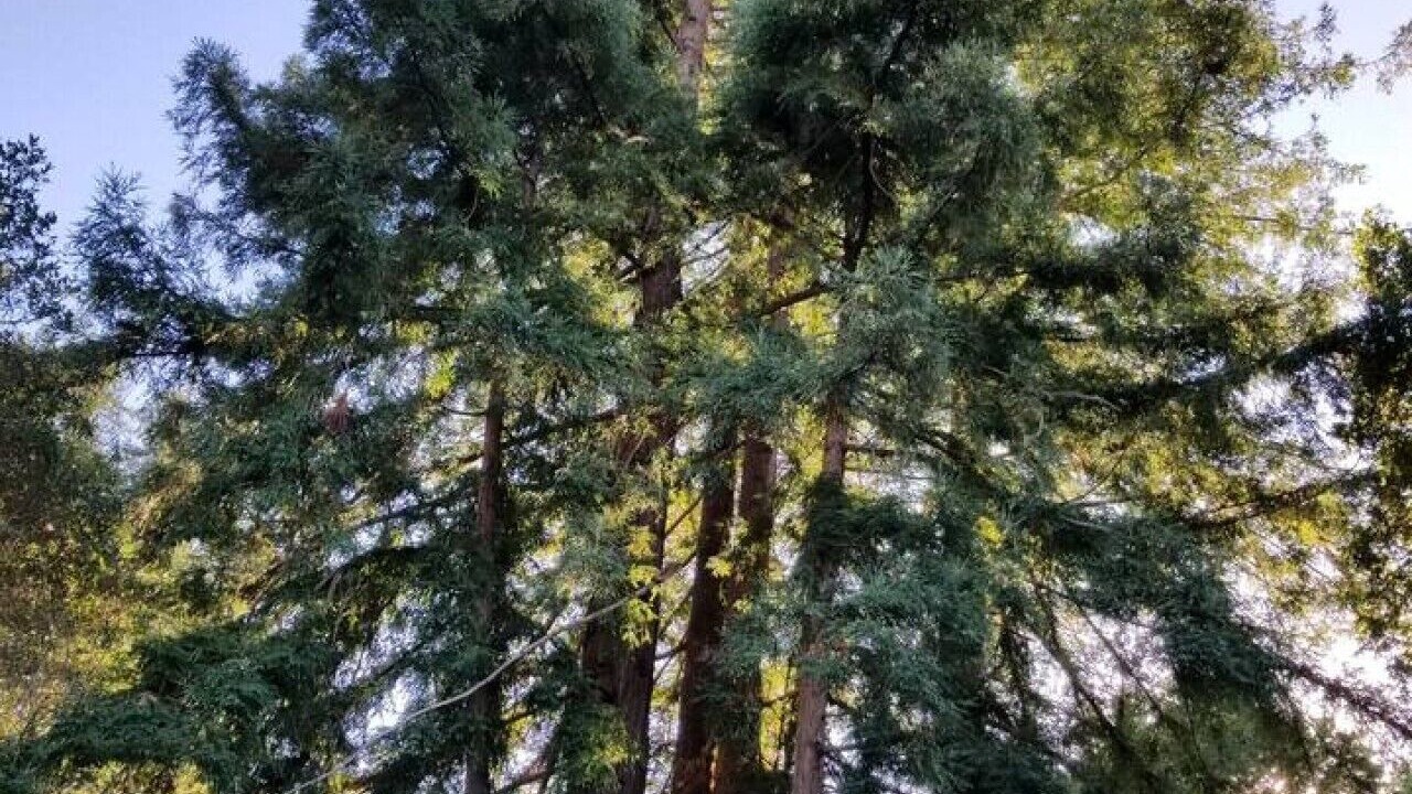 Photo of Others in Aptos