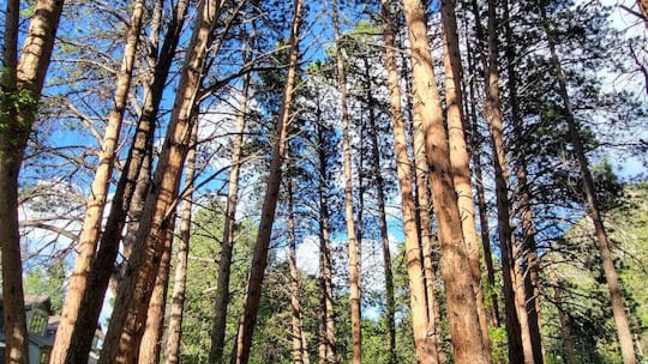Photo of Others in Estes Park