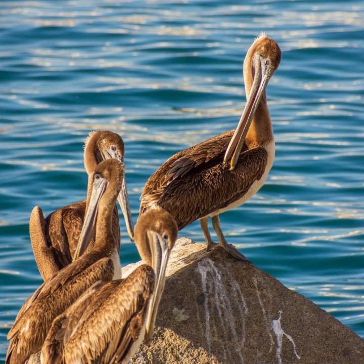 Photo of Others in Morro Bay